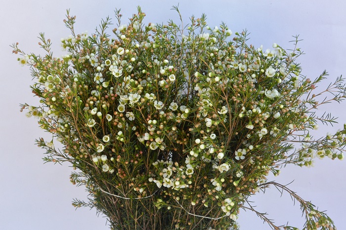 IVORY PEARL